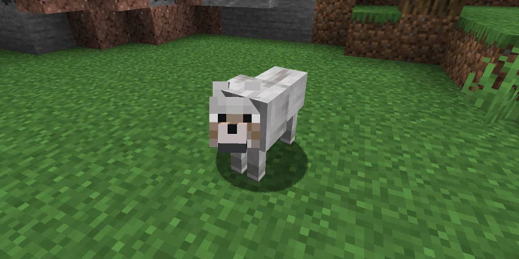 how-to-tame-a-wolf-in-minecraft-all-unlocked-webteknohaber