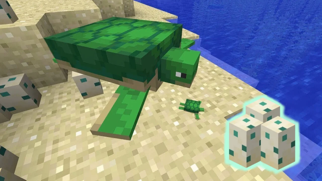 Where to Find Turtles in Minecraft?