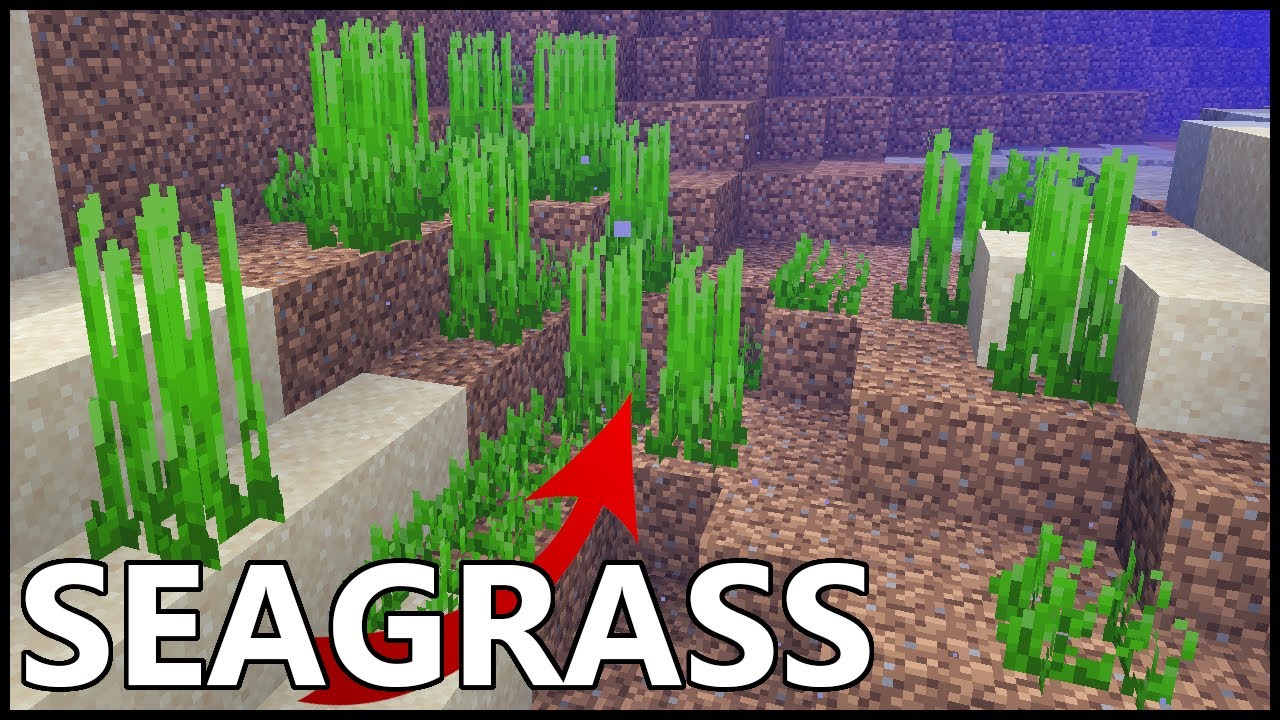 Where to get Seagrass in Minecraft?
