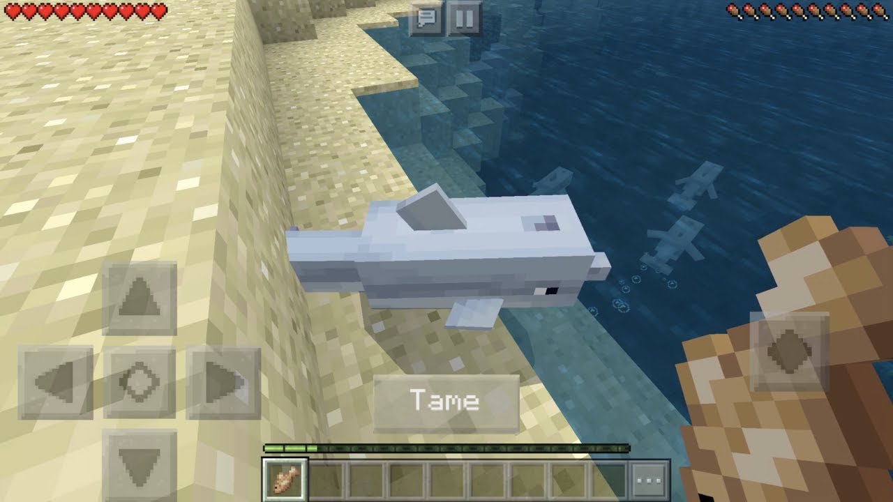 Where to get dolphin food in Minecraft?